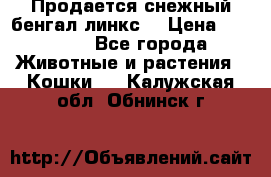 Продается снежный бенгал(линкс) › Цена ­ 25 000 - Все города Животные и растения » Кошки   . Калужская обл.,Обнинск г.